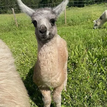 Alpesi faház Pihasauna Moekki - Alpaca Laamatila Nokia