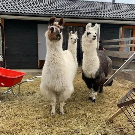 Pihasauna Moekki - Alpaca Laamatila *