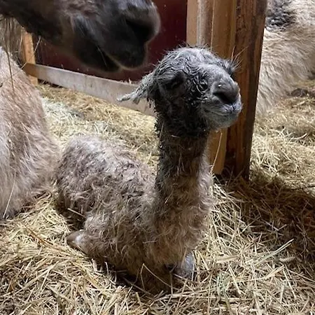 Pihasauna Moekki - Alpaca Laamatila * נוקיה