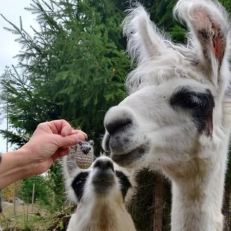 Alpesi faház Pihasauna Moekki - Alpaca Laamatila Nokia