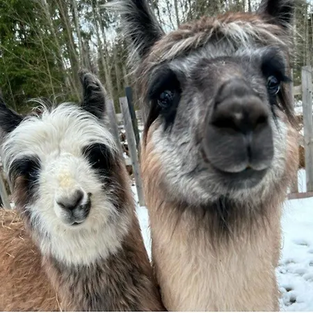 Pihasauna Moekki - Alpaca Laamatila * Nokia