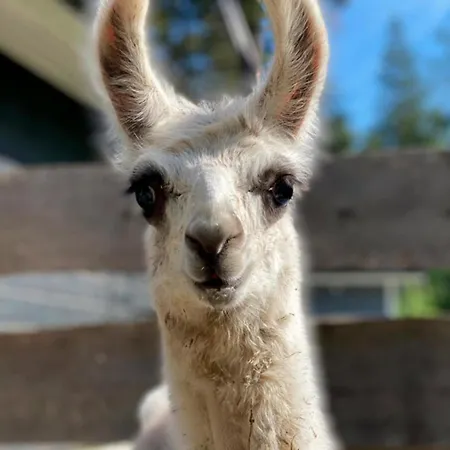 Chalet Pihasauna Moekki - Alpaca Laamatila