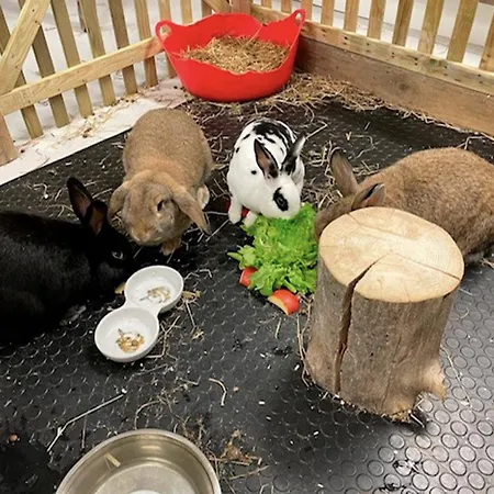 Pihasauna Moekki - Alpaca Laamatila