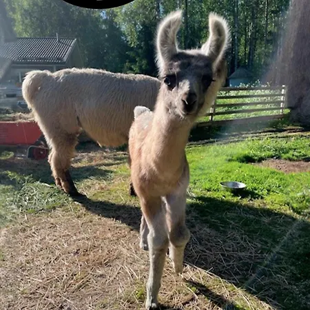 Alpesi faház Pihasauna Moekki - Alpaca Laamatila Nokia